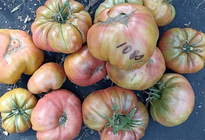 Томат Ренегат 4