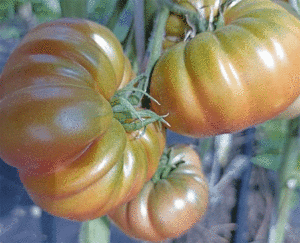 Томат Ренегат