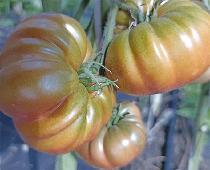 Томат Ренегат