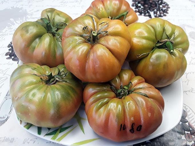 Томат Ренегат 2