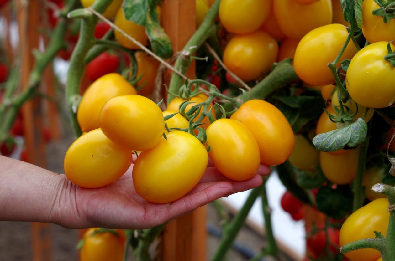 Томат Ренессанс