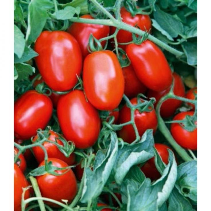 Томат Ретана 3
