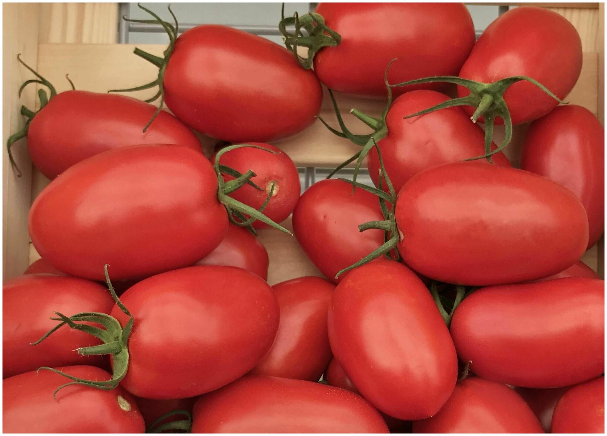 Томат Ретана