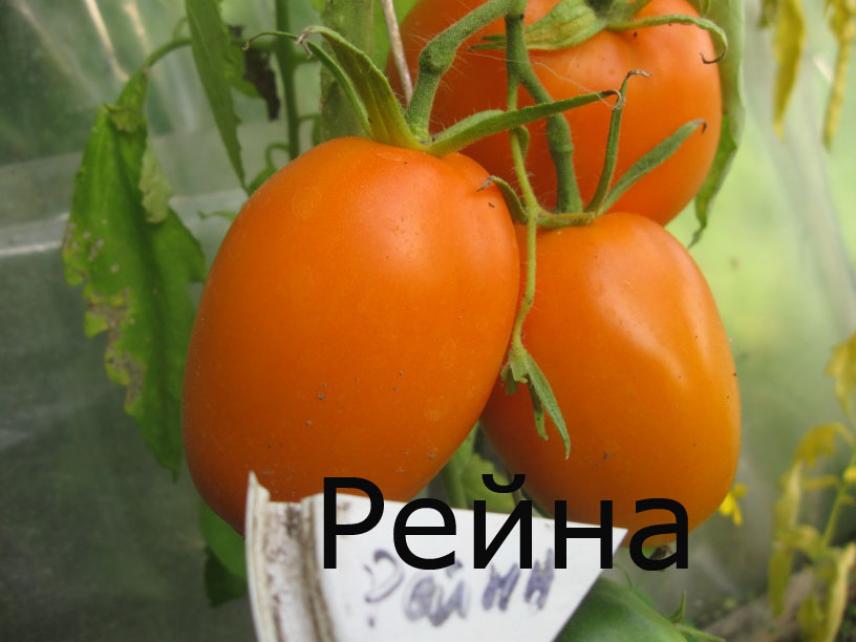 Томат Рейна