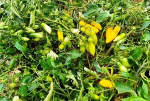 Томат Римская ваза Боргезе