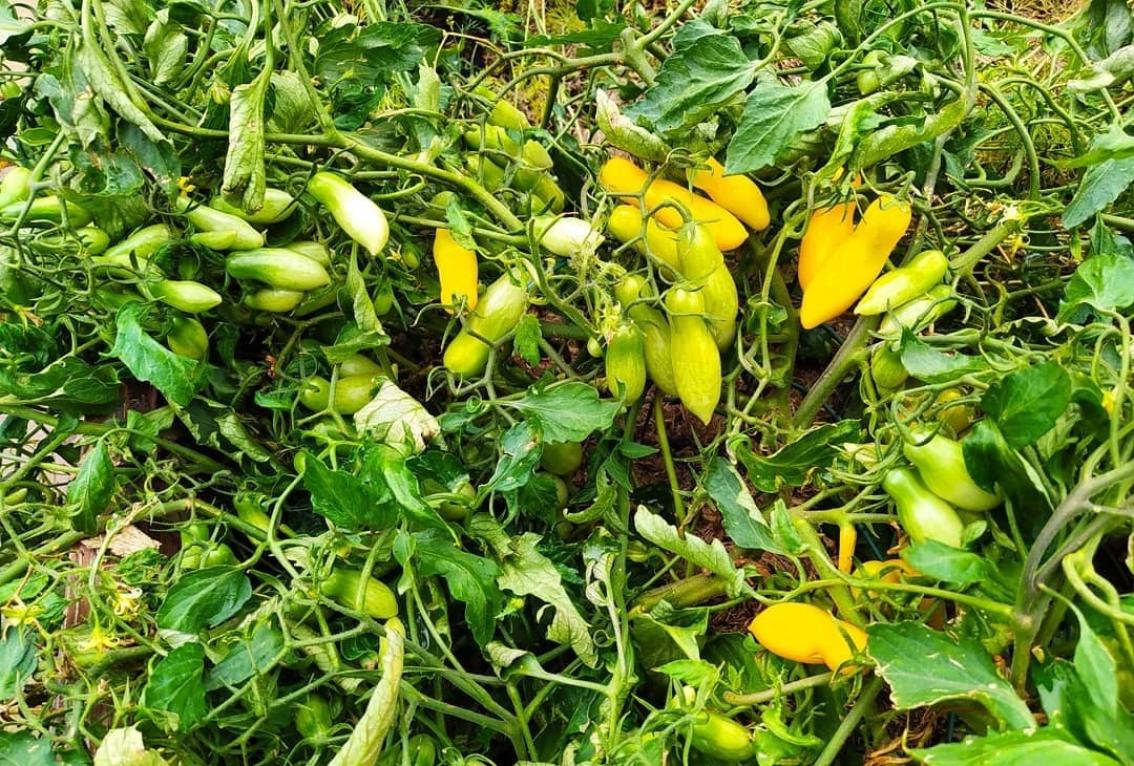 Томат Римская ваза Боргезе