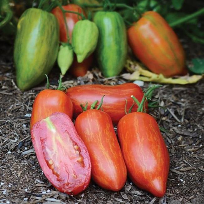 Томат Римский полосатый 2