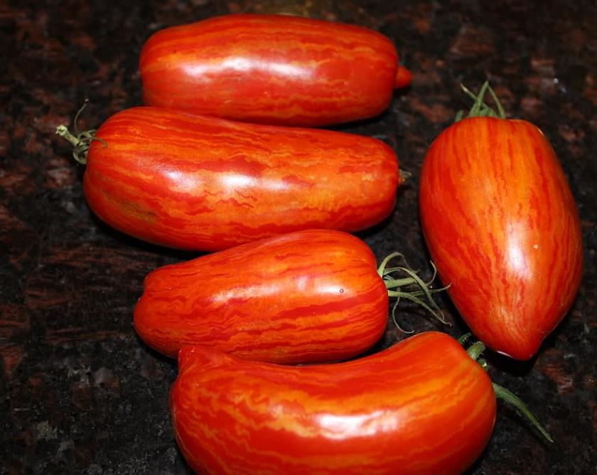 Томат Римский полосатый 4