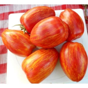 Томат Римский полосатый