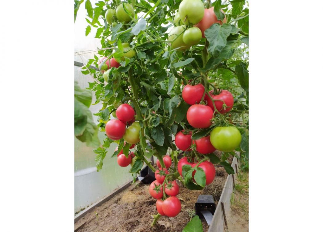 Томат Рок-Н-Ролл 3