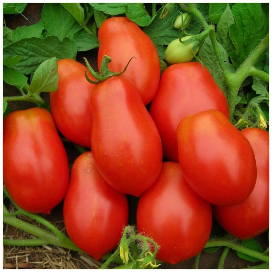 Томат Рома VF 2