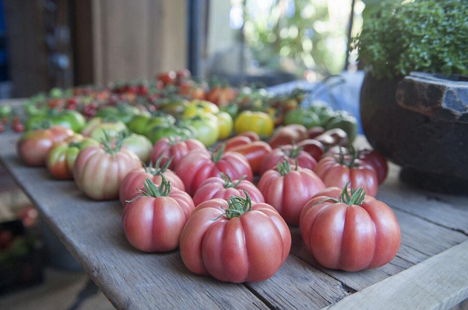 Томат Роза Паво 2