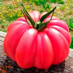 Томат Роза Паво