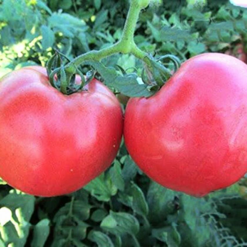 Томат Розализа