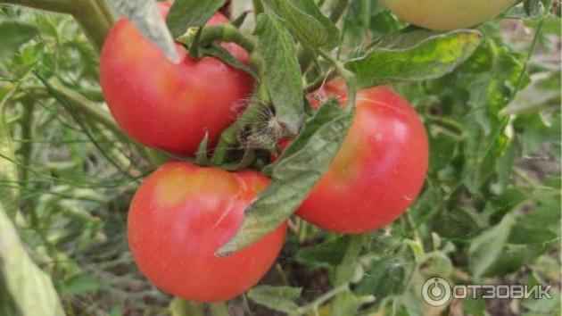 Томат Розализа 2