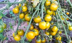 Томат Рождественский