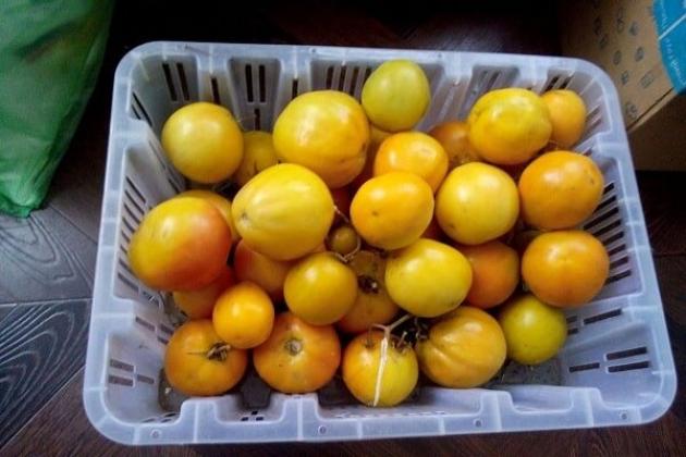 Томат Рождественский 2