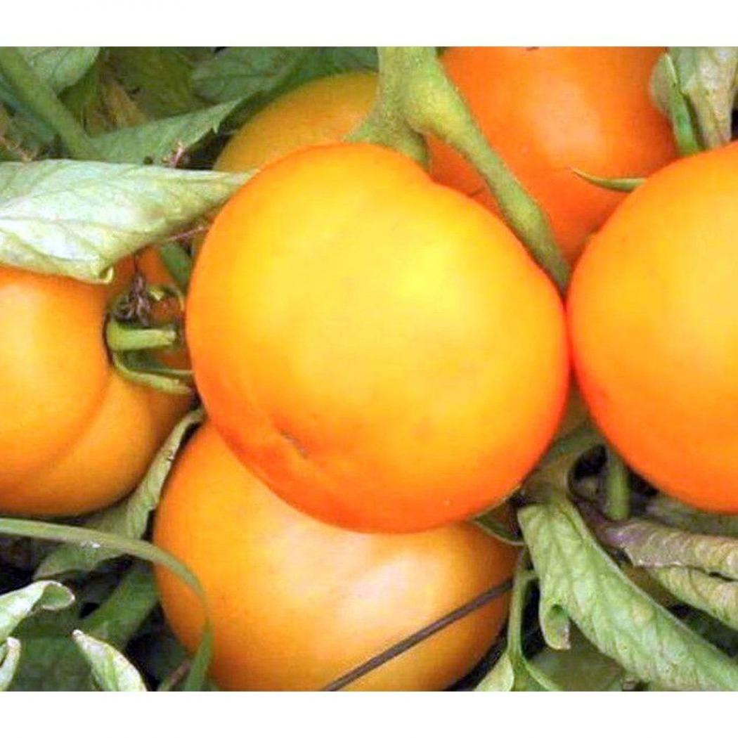 Томат Рождественский 4