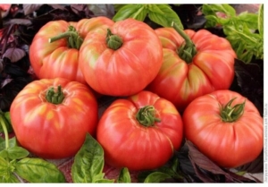 Томат Розмарин фунтовый