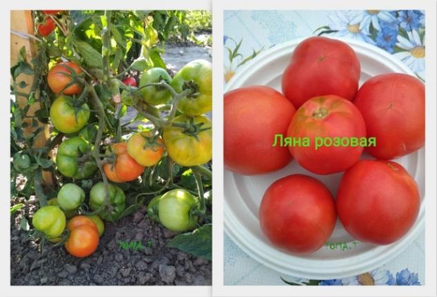 Томат Розовая ляна 2