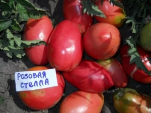 Томат Розовая Стелла
