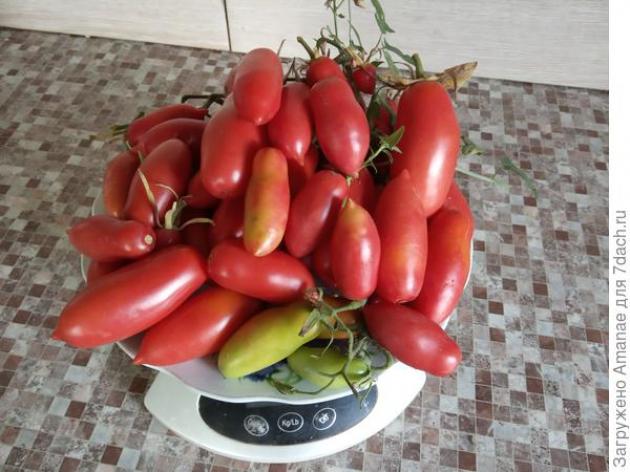 Томат Розовая свечка 2