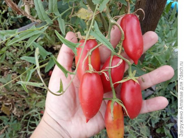 Томат Розовая свечка 4