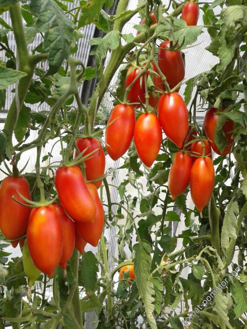 Томат Розовая свечка 5