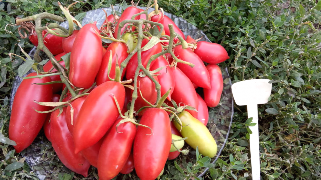 Томат Розовая свечка 3