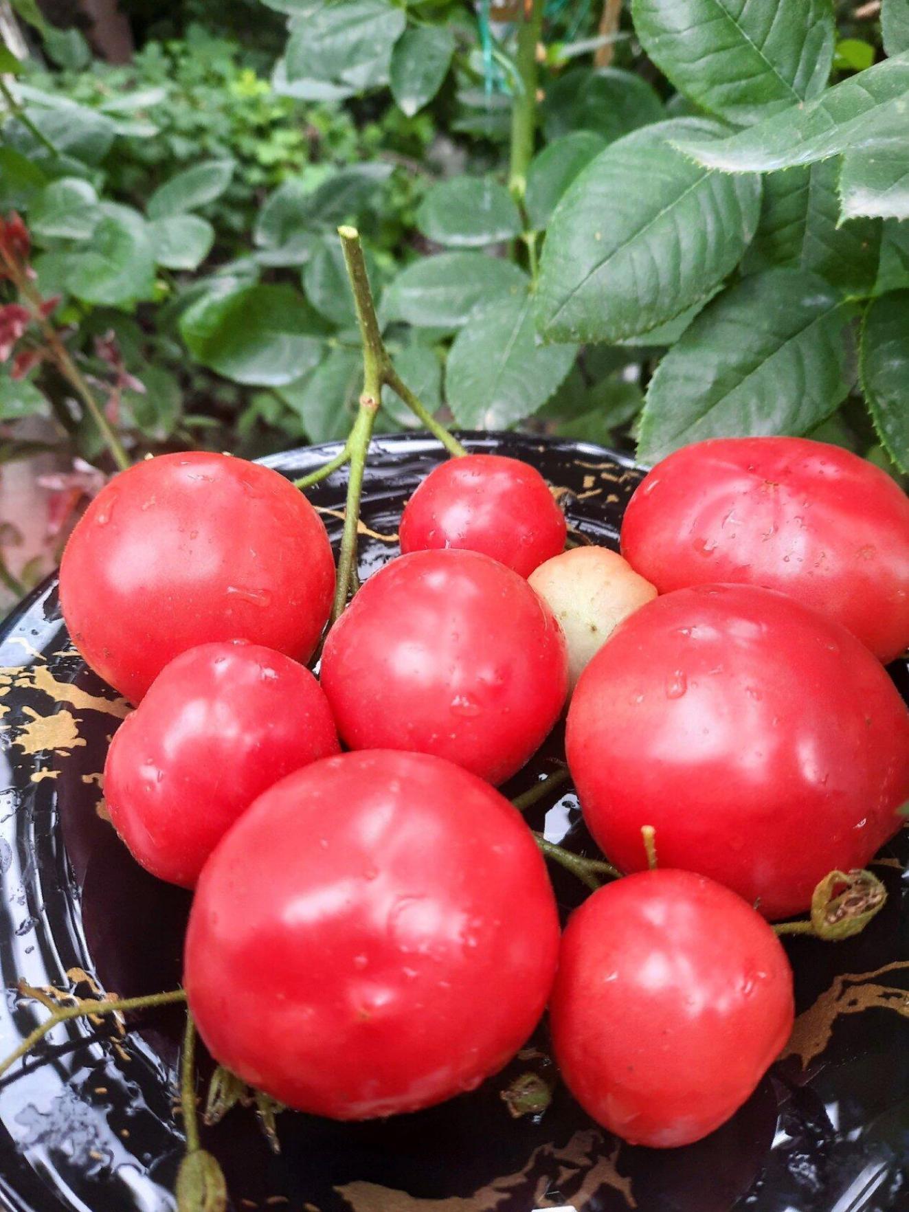 Томат Розовый гай