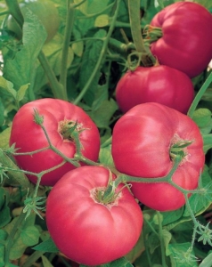 Томат Розовый гламур