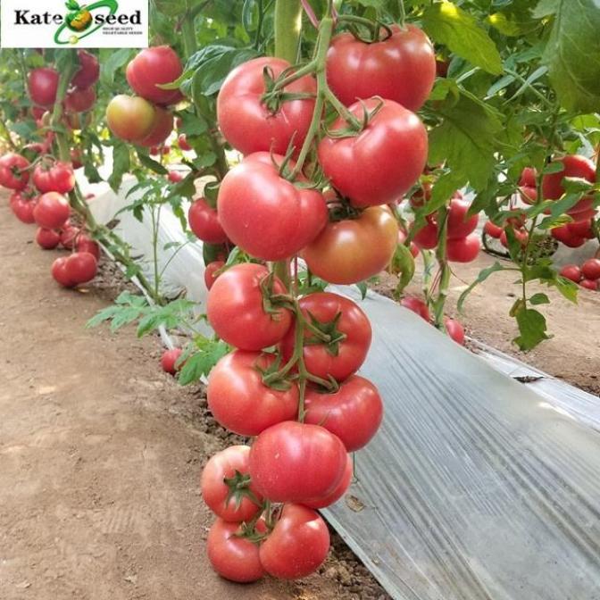 Томат Розовый куб