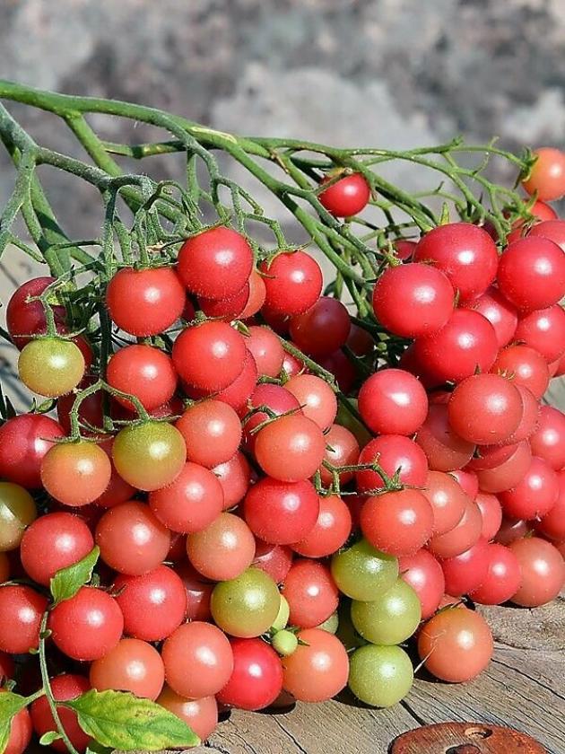 Томат Розовый кварц мультифлора 3