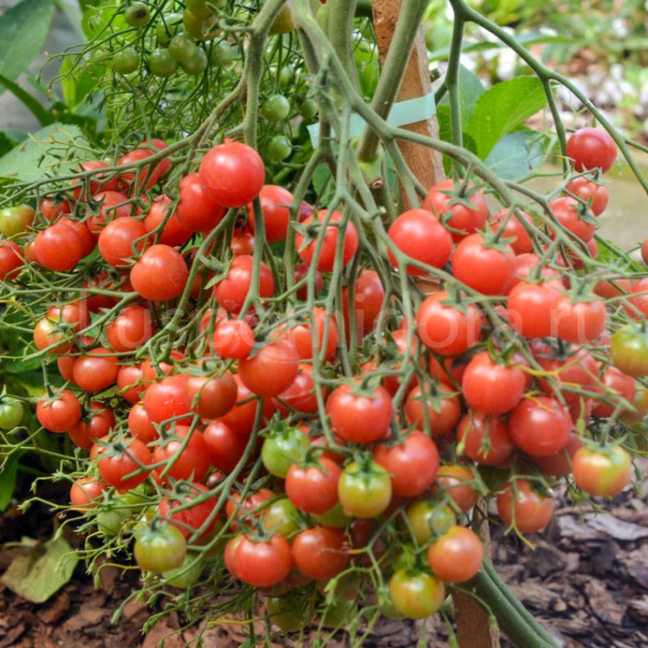 Томат Розовый кварц мультифлора 4