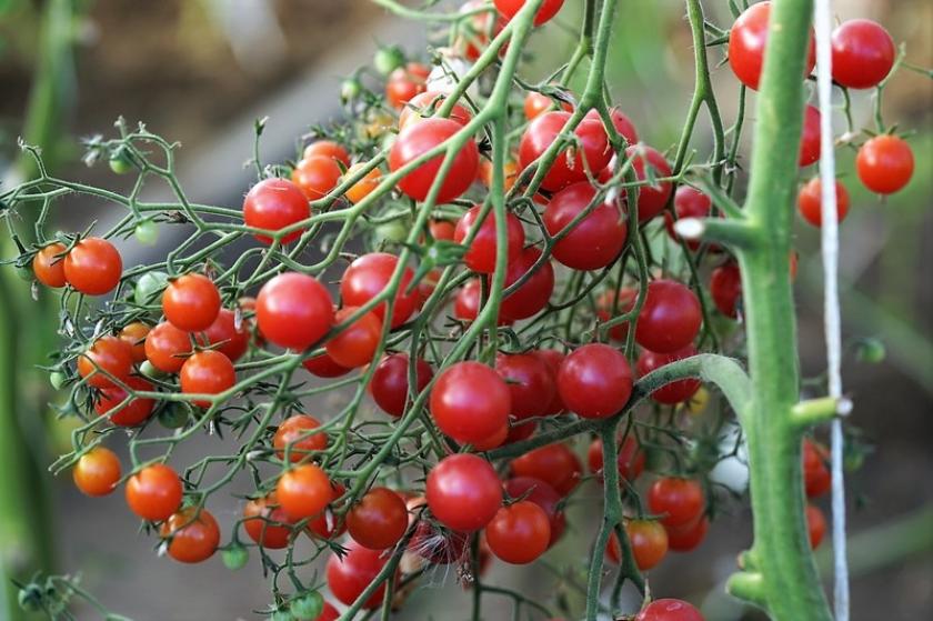 Томат Розовый кварц мультифлора 5