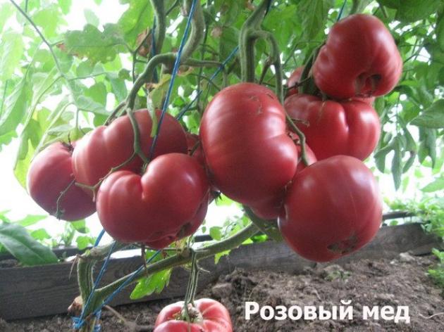 Томат Розовый мед 4