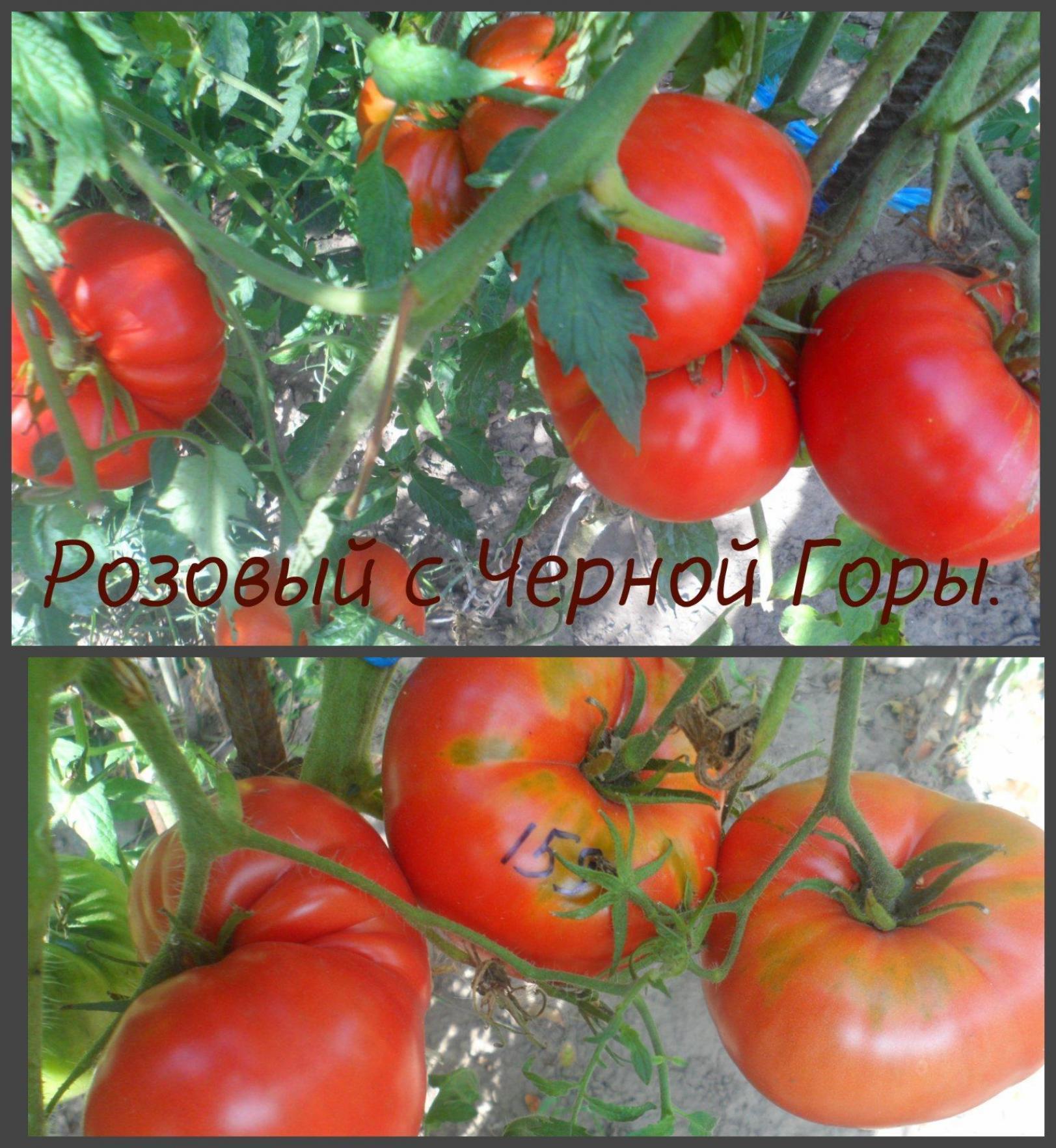 Томат Розовый с Черной горы 3