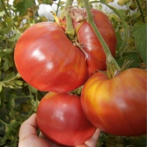 Томат Розовый с Черной горы