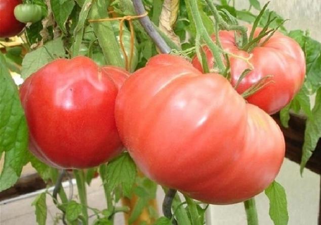 Томат Розовый слон