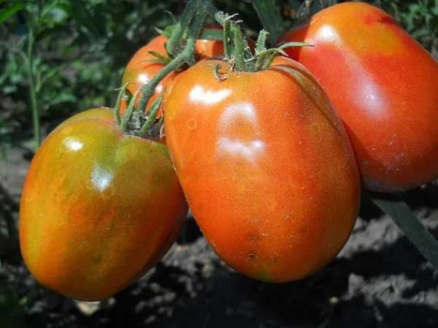 Томат Рубиновый кубок 2