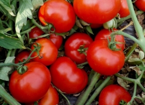 Томат Руфус