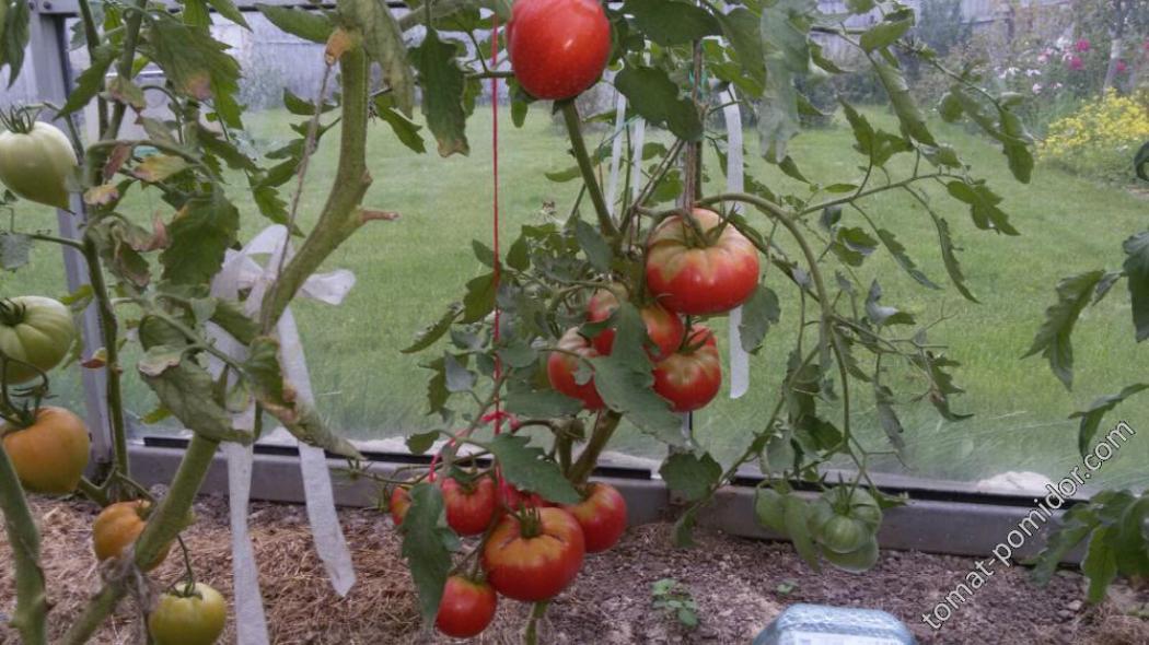 Томат Румяные щечки 2