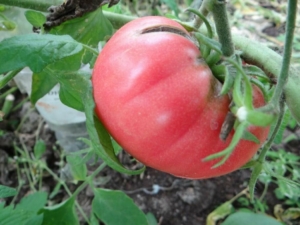 Томат Румынский розовый