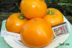 Томат Руслан
