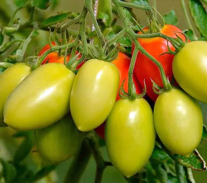 Томат Русская империя 2