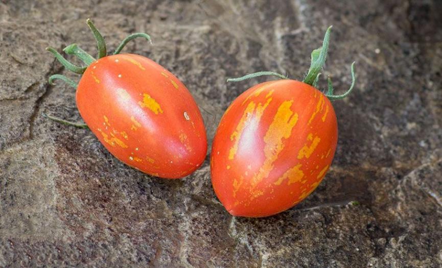 Томат Русская королева 2