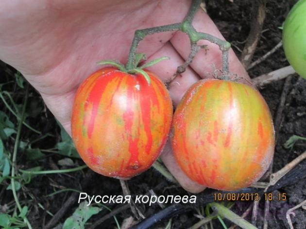 Томат Русская королева 3