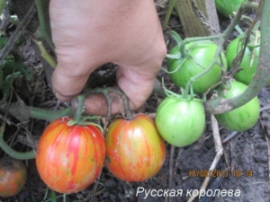 Томат Русская королева