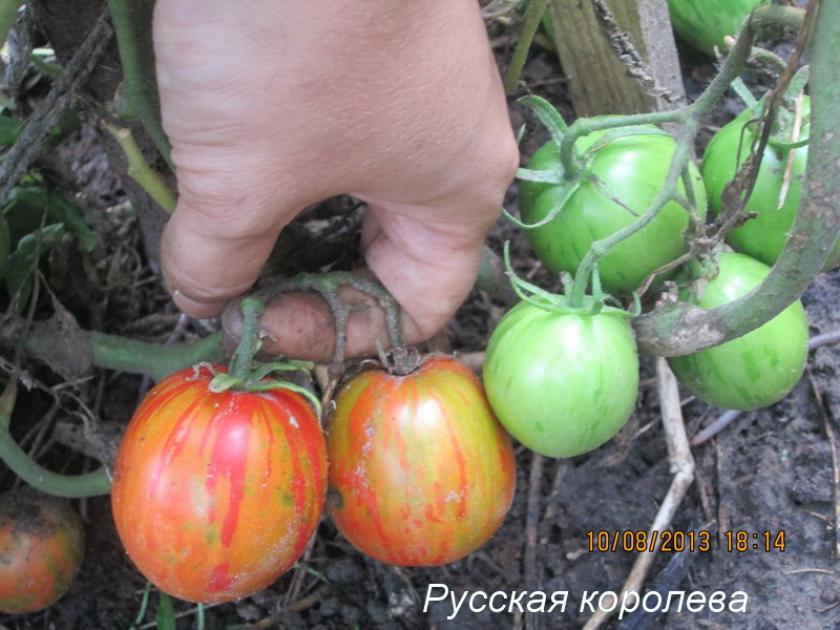 Томат Русская королева