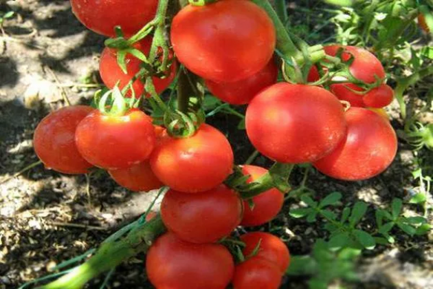 Томат Русские купола 2